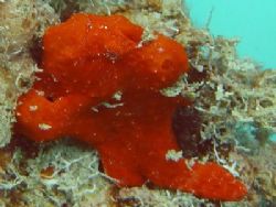 painted frogfish, Levuka wharf by Noby Dehm 